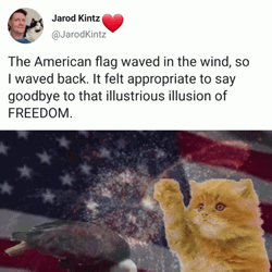 Happy 4Th Cute Baby Cat Freedom Meme GIF