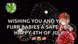 Happy 4Th Furry Baby Cats Fireworks Display GIF