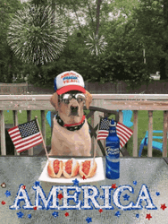 Happy 4Th Of July American Pride Cute Dog Celebration GIF