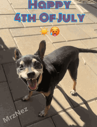 Happy 4Th Of July Black Dog GIF