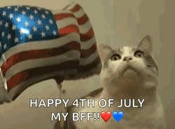 Happy 4Th Patriotic Cat George Washington Meme GIF