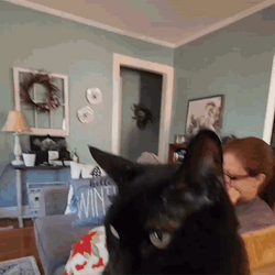 Happy 4Th Sweet Cat Getting Pets GIF
