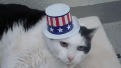 Happy 4Th Tuxedo Cat Wearing American Hat GIF