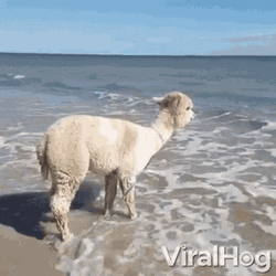 Happy Alpaca Beach GIF