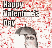 Happy Animated Valentines Day Bored Bitter Cat GIF