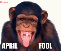 Happy April Fools Day Monkey Pulling Its Cheeks GIF