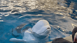 Happy Beluga Greeting Kids GIF