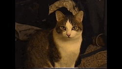 Happy Birthday Animal Cat Wish GIF