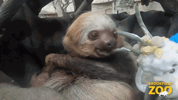 Happy Birthday Animal Sloth Licking Horn GIF