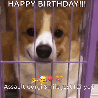 Happy Birthday Assault Corgi In Cage GIF
