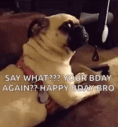 Happy Birthday Brother Funny Shocked Pug GIF