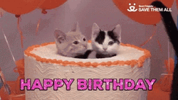 Happy Birthday Cat Cake Surprise