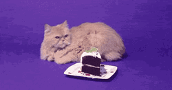 Happy Birthday Cat With Confetti GIF