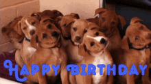 Happy Birthday Cute Brown Puppies Tilting Heads
