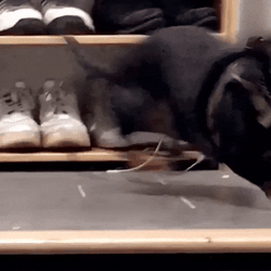 Happy Birthday Dachshund Black Miniature Pinscher GIF