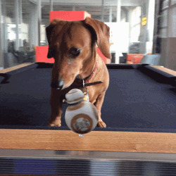 Happy Birthday Dachshund Confused With Flying Objects GIF