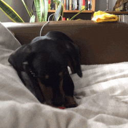 Happy Birthday Dachshund Playing Ball GIF