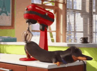 Happy Birthday Dachshund Playing With Mixer GIF