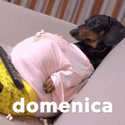 Happy Birthday Dachshund Pregnant GIF