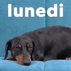 Happy Birthday Dachshund Resting Lunedi GIF