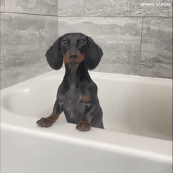 Happy Birthday Dachshund Swallowed Cube Whole GIF