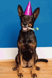 Happy Birthday Dog Blowing Toy GIF