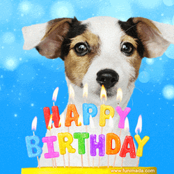 Happy Birthday Dog Celebration  GIF