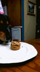 Happy Birthday Dog Eating Whole Cupcake GIF