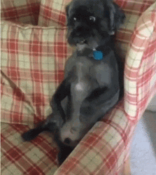 Happy Birthday Dog Staring GIF