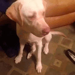 Happy Birthday Dog Surprised GIF