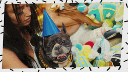Happy Birthday Dog T-Pain GIF