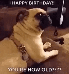 Happy Birthday Dog You're How Old GIF