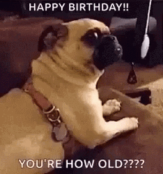 Happy Birthday Funny Confused Pug GIF