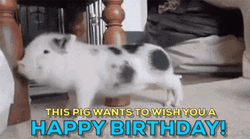 Happy Birthday Funny Dancing Pig Greeting GIF