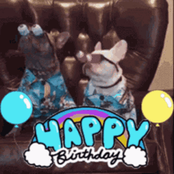 Happy Birthday Funny Pug GIF