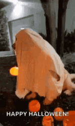 Happy Birthday Halloween Ghost Dog Fire GIF