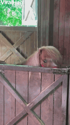 Happy Birthday Horse Baby Smile GIF