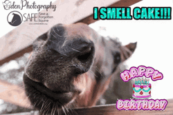 Happy Birthday Horse I Smell Cake GIF