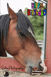 Happy Birthday Horse Opening Mouth Funny GIF