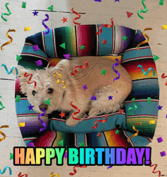 Happy Birthday Lying And Staring Dog GIF