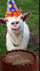 Happy Birthday Party Goat GIF