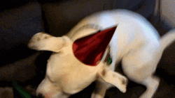 Happy Birthday Playing Dogs GIF