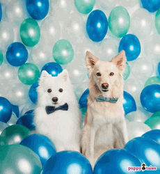 Happy Birthday Puppies Barkday Pictorial With Balloons GIF