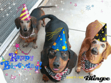 Happy Birthday Puppies Dachshunds Wearing Party Hats