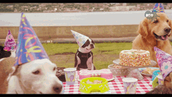 Happy Birthday Puppy And Dogs Celebration Party