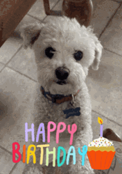 Happy Birthday Puppy Cute Bichon Frise Barking GIF