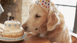 Happy Birthday Puppy Golden Retriever Eating Cake