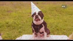Happy Birthday Puppy Pug With Party Hat