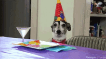 Happy Birthday Puppy Wearing Party Hat Moving Ears