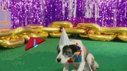Happy Birthday Puppy With Party Hat Lying